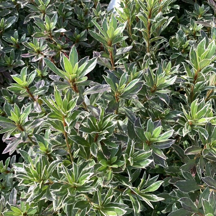 Rotsheide (Pieris japonica 'Carnaval')