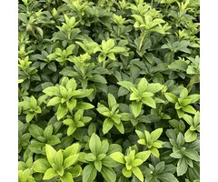Pachysandra terminalis 'Green Sheen' - Schaduwkruid