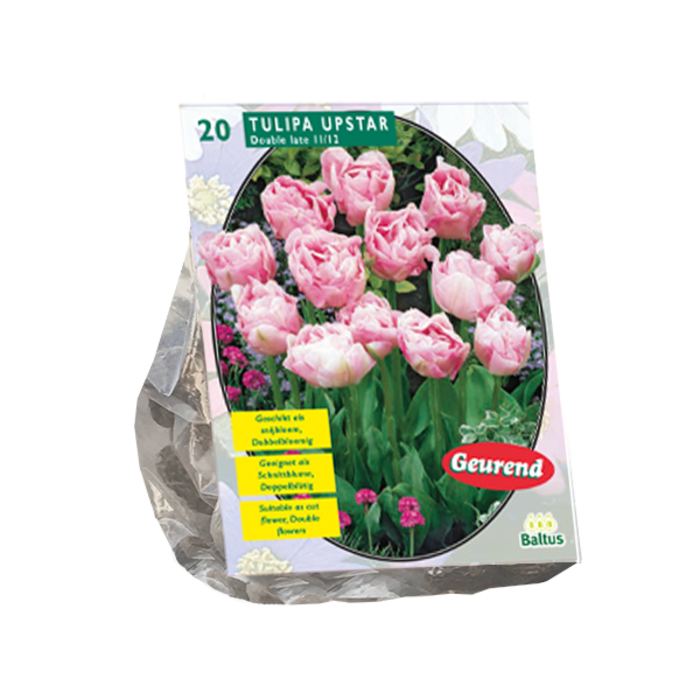 Tulp - Tulipa Dubbel Laat Upstar per 10
