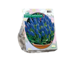 Blauw druifje - Muscari Armeniacum per 100