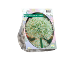 Sierui - Allium Mount Everest per 3