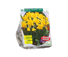 Narcis - Narcis Trompet, Geel per 15
