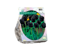 Tulp - Tulipa Queen of Night, Enkel Laat per 10