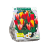 Tulp - Tulipa Greigii Mix per 10