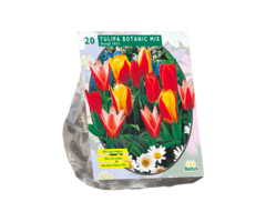 Tulp - Tulipa Greigii Mix per 10