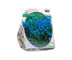 Oosterse sterhyacinth - Scilla Siberica per 40