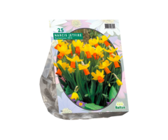 Narcis - Narcis Mini Jetfire, Geel/Oranje per 25