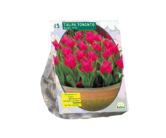 Tulp - Tulipa Toronto, Greigii per 15