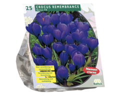 Krokus - Crocus Grootbloemig, Blauw per 25