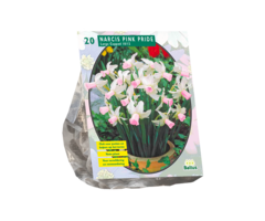 Narcis - Narcis Mini Pink Pride per 15