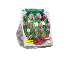 Kievitsbloem - Fritillaria Meleagris per 30