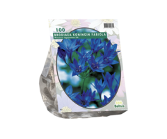 Triteleia 'Koningin Fabiola' - Brodiaea Fabiola per 100