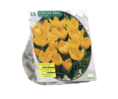 Krokus - Crocus Grootbloemig, Geel per 25