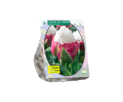 Tulp - Tulipa Ice Cream per 5