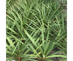 Nieuw-Zeelands vlas - Phormium tenax