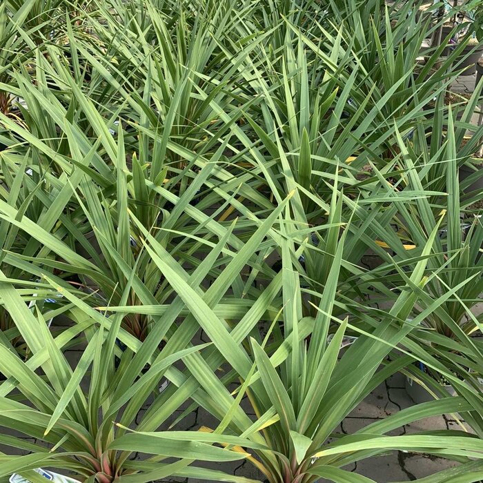 Nieuw-Zeelands vlas - Phormium tenax