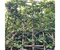 Lei beuk - Fagus sylvatica leiboom