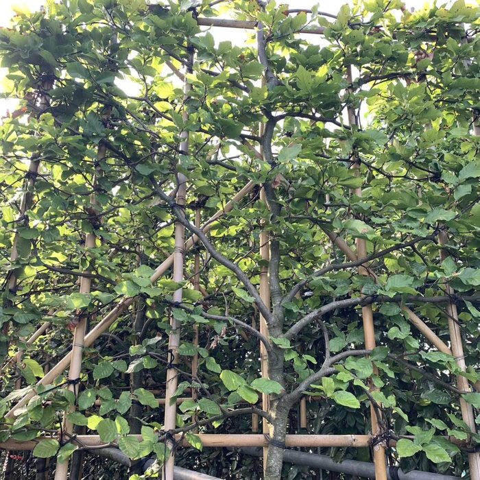 Lei beuk - Fagus sylvatica leiboom