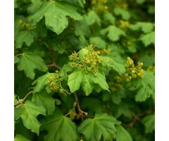 Spaanse aak boom - Acer campestre (beveerd)
