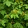 Spaanse aak boom - Acer campestre (Kale wortel)