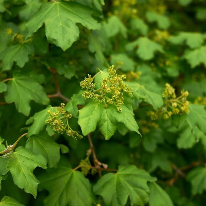 Spaanse aak boom - Acer campestre (Kale wortel) PRE-ORDER