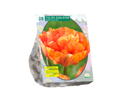 Tulp - Tulipa Dubbel Laat Sunlover per 12