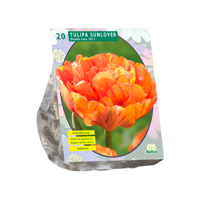 Tulp - Tulipa Dubbel Laat Sunlover per 12