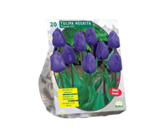 Tulp - Tulipa Kansas Proud per 10