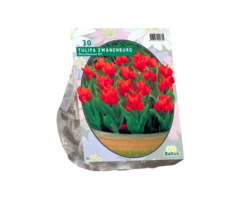 Tulp - Tulipa Praestans Zwanenburg per 25