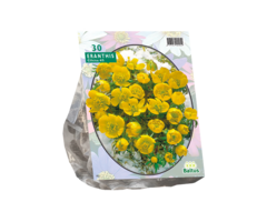 Winterakoniet - Eranthis Cilicica per 30
