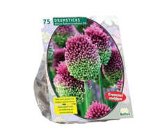 Sierui - Allium Sphaerocephalon per 75