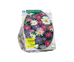 Anemoon - Anemone Blanda, Mix per 50