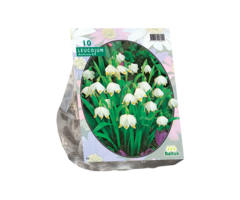 Lenteklokje - Leucojum per 10