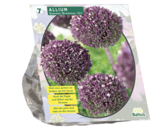 Sierui - Allium Summer Drummer per 7