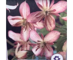 Bosrank - Clematis montana 'Marjorie'