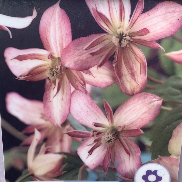 Bosrank - Clematis montana 'Marjorie'