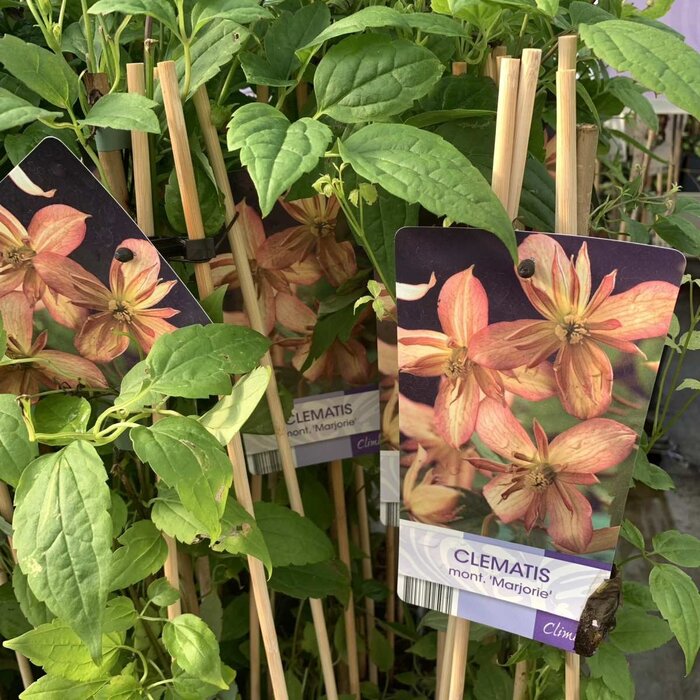 Bosrank - Clematis montana 'Marjorie'