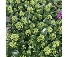 Skimmia - Skimmia japonica 'Godrie's Dwarf'