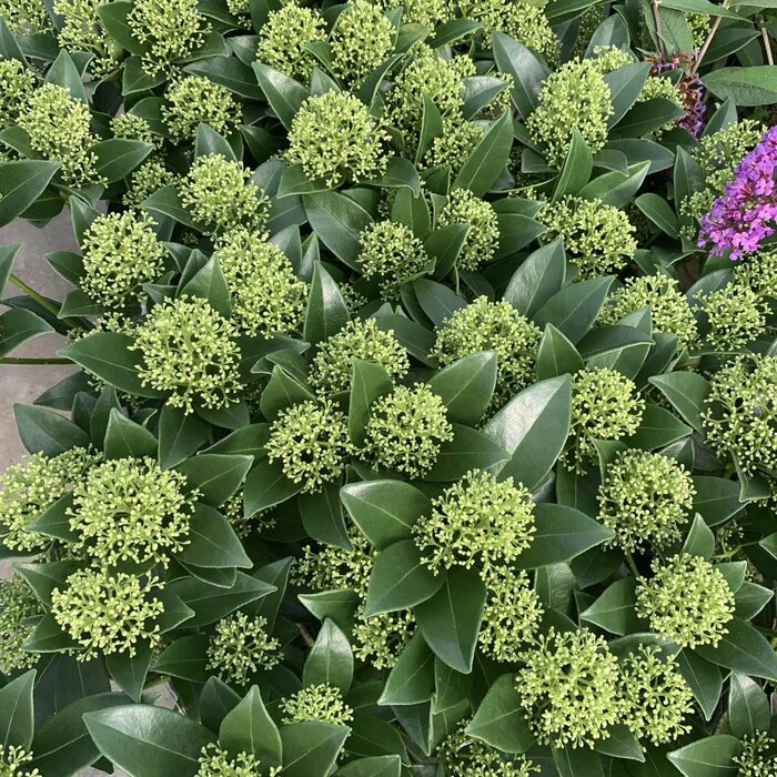 Skimmia (Skimmia japonica 'Godrie's Dwarf')