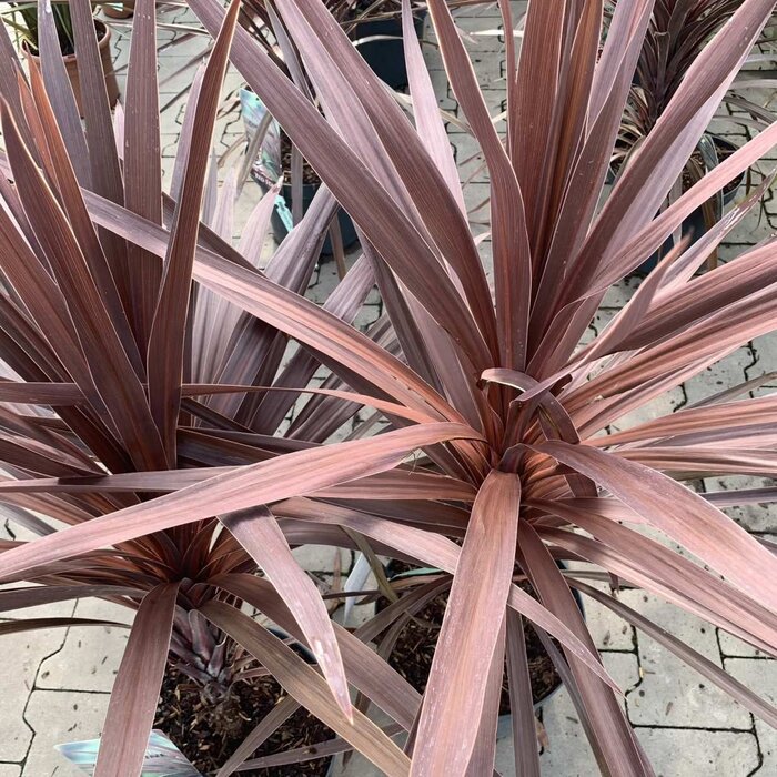 Nieuw-Zeelands vlas (Phormium tenax 'Purpureum')
