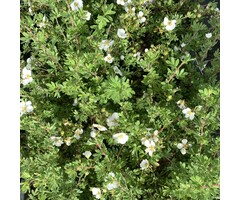 Ganzerik - Potentilla tridentata 'Nuuk'