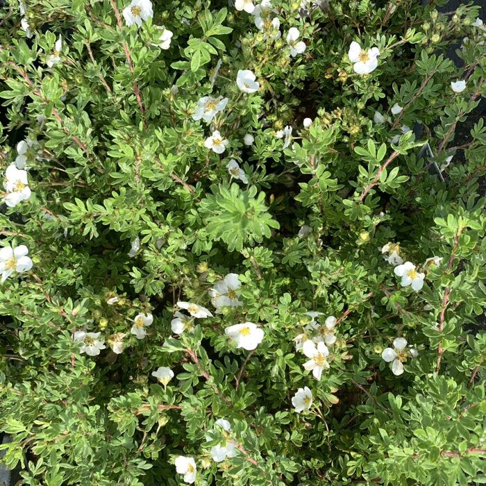 Ganzerik (Potentilla tridentata 'Nuuk')