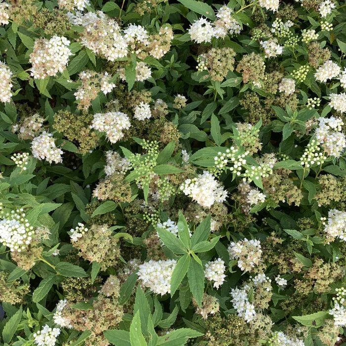 Spierstruik (Spirea decumbens)