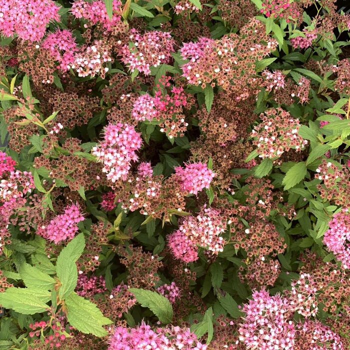 Spierstruik (Spirea japonica 'Sparkling Champagne')
