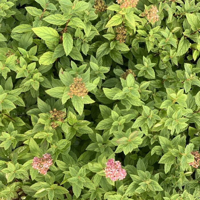 Spierstruik - Spirea japonica Zen'Spirit Caramel