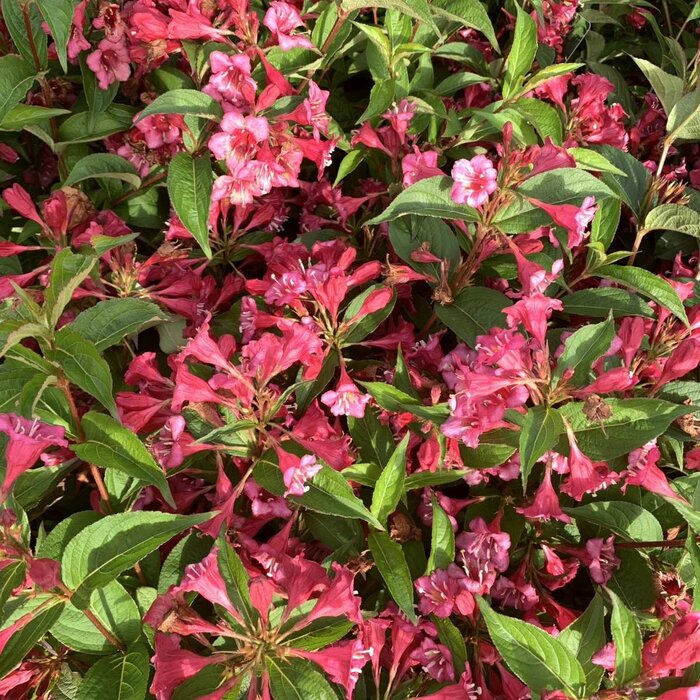 Weigela florida 'Picobella Rosso' - Dwergweigelia