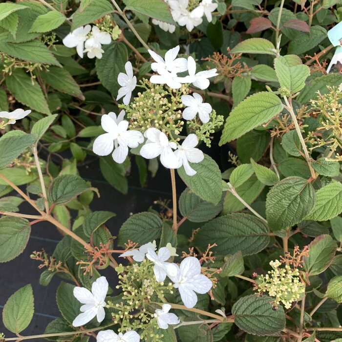 Japanse sneeuwbal (Viburnum plicatum 'Kilimandjaro Sunrise' )