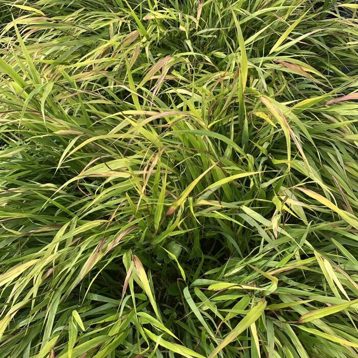 Japans siergras - Hakonechloa macra