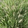 Lampepoetsersgras - Pennisetum villosum