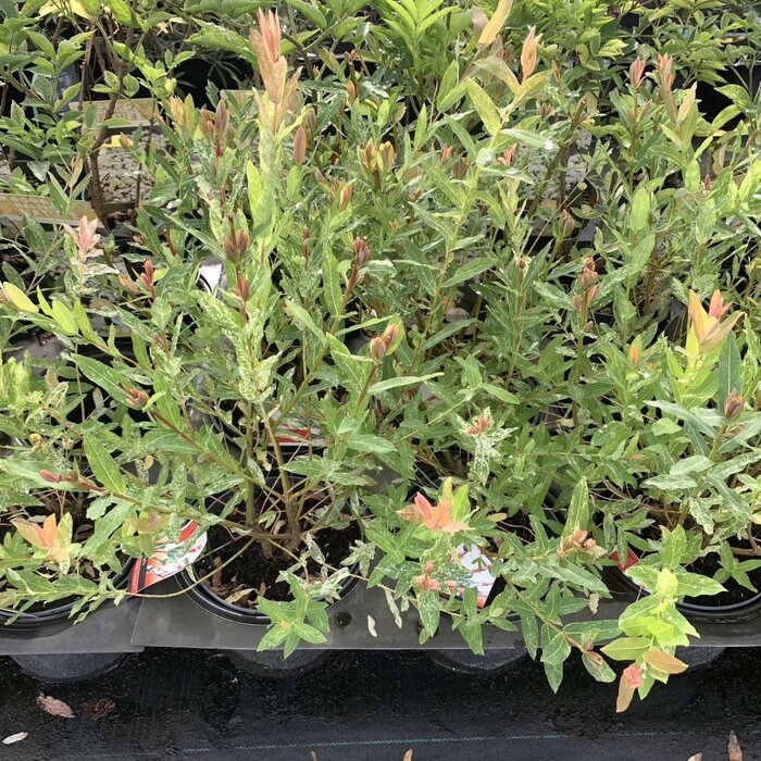 Wilg (Salix integra 'Hakuro-Nishiki')